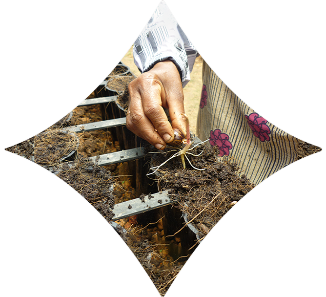 Water consumption comparisons across budded stumps, polybag plants, and root trainer plants