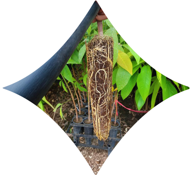 evaluation-of-Young-bud-root-trainer-systems