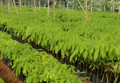 Cheerakuzhy rubber nursery and research center pvt Ltd