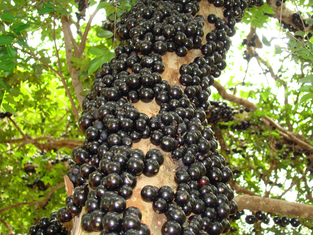 Jaboticaba
