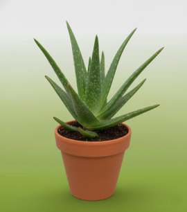Aloe Vera