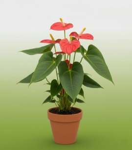 Anthurium