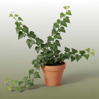 English Ivy (Hedera helix)