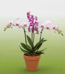 Orchids (Phalaenopsis, Dendrobium)