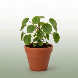 Pilea Peperomioides (Chinese Money Plant)