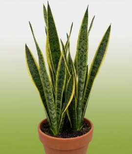 Snake Plant (Sansevieria trifasciata)