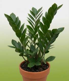 ZZ Plant (Zamioculcas zamiifolia)