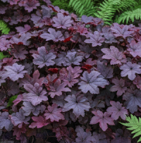 Foliage & Decorative Plants for Outdoor Settings