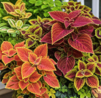 Foliage & Decorative Plants for Outdoor Settings