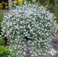 Foliage & Decorative Plants for Outdoor Settings