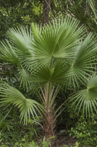 Palm Varieties