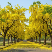 Shade & Avenue Trees
