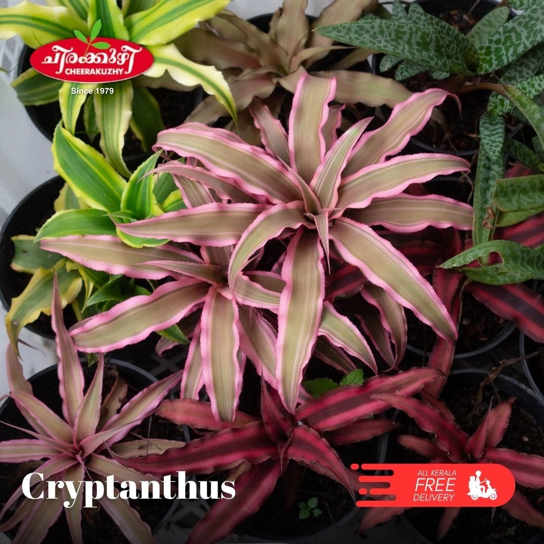 horticulture Nursery