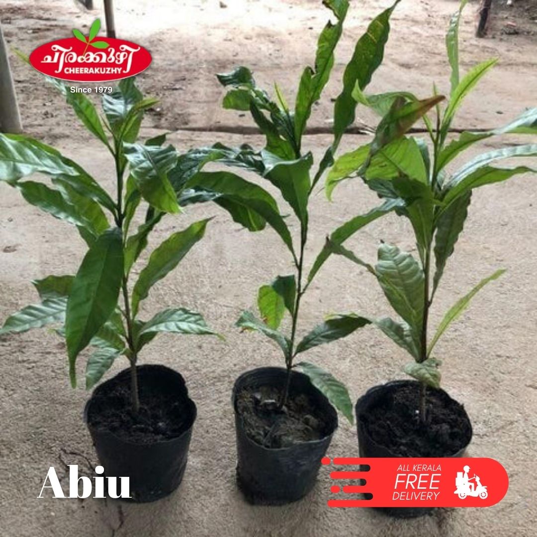 Abiu (seedling)