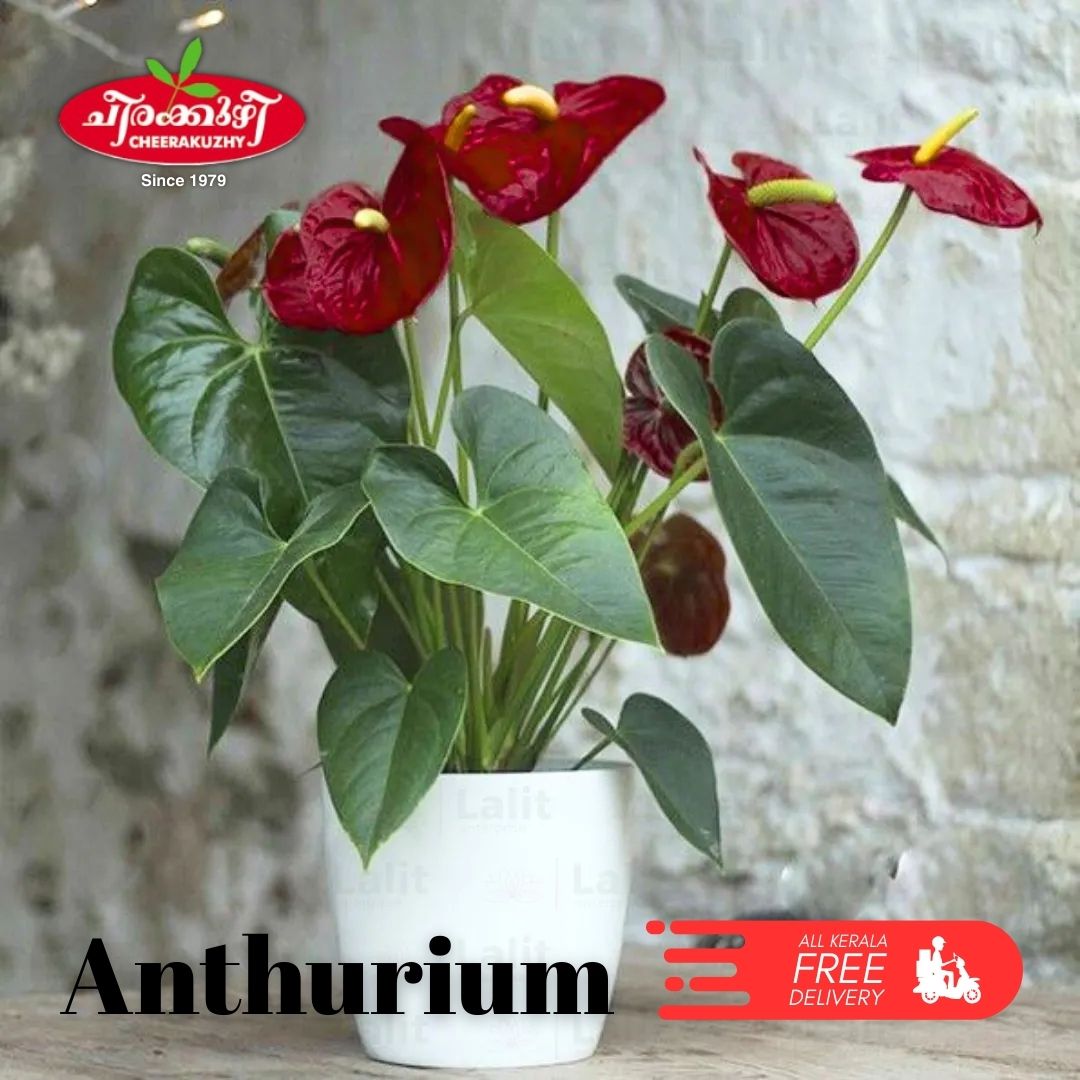 Anthurium