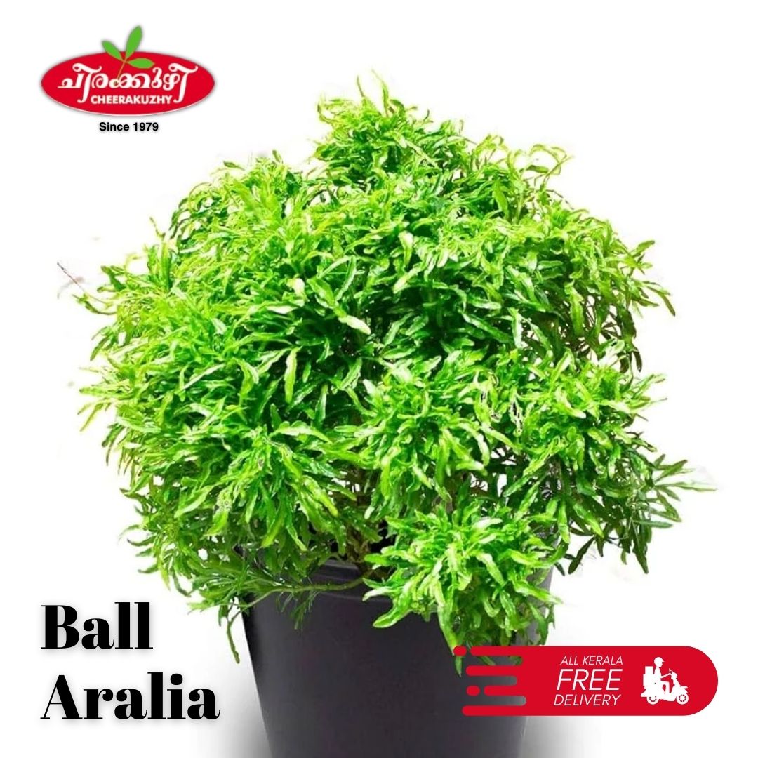 Aralia - Ball