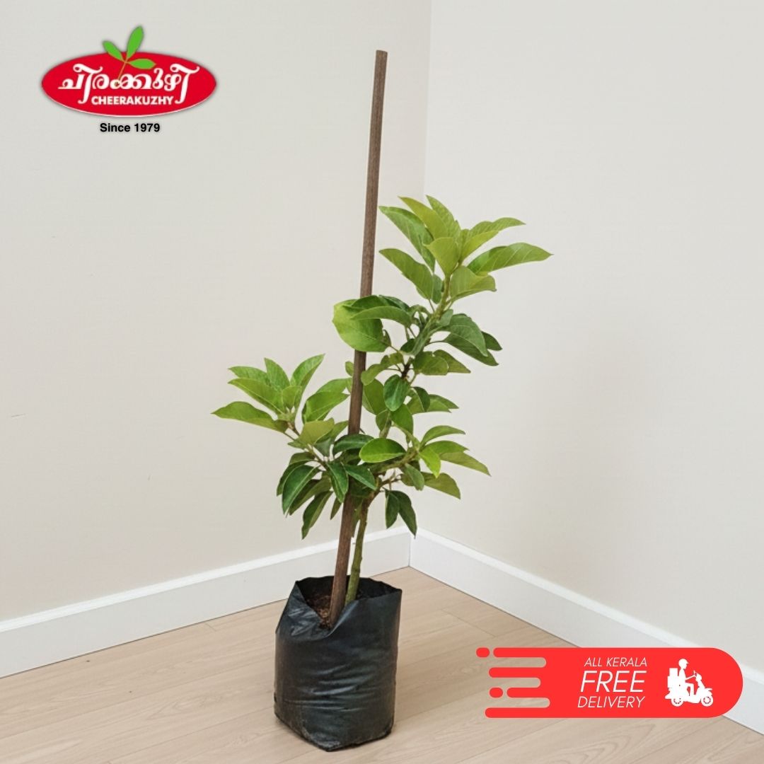 Avocado - Tropical (graft)