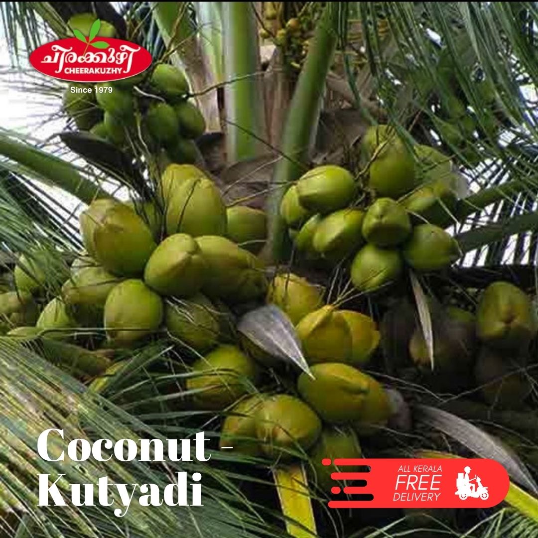 Coconut - Kutyadi/wct