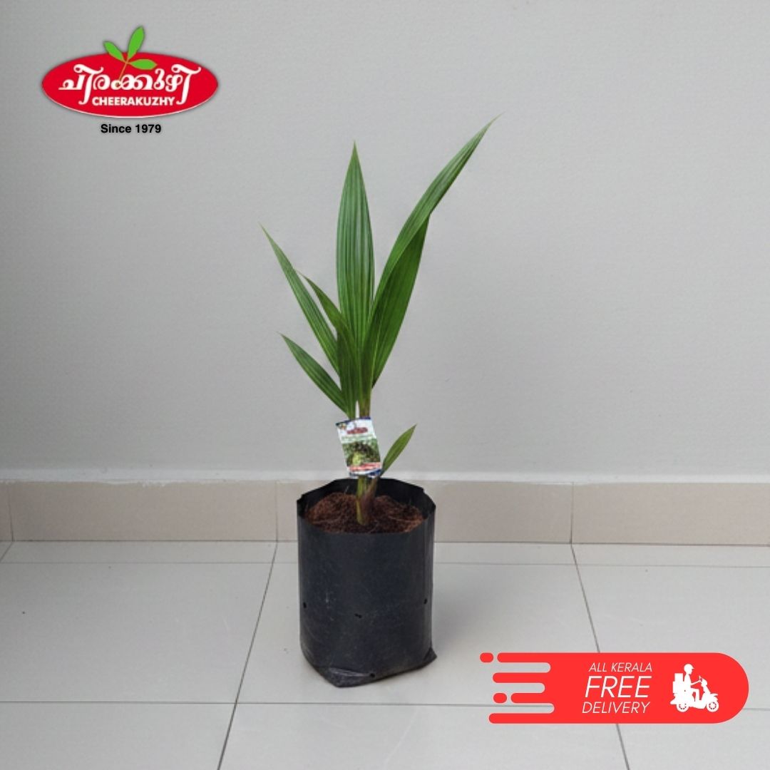 Coconut - Kutyadi/wct