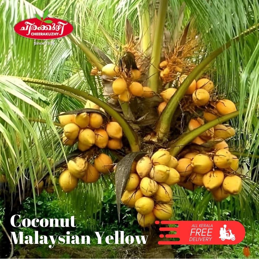 Coconut - Malaysian Yellow (dwarf)