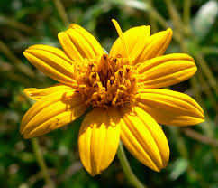 wedelia