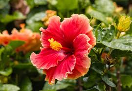 horticulture Nursery